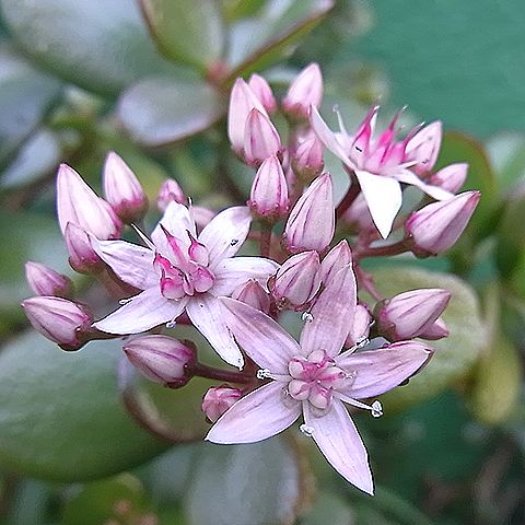 カネノナルキ、カゲツ