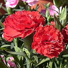 カーネーション