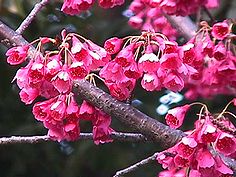 寒緋桜 カンヒザクラ