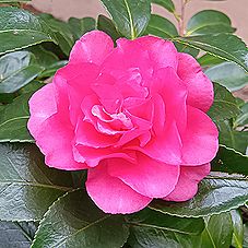 カンツバキの花