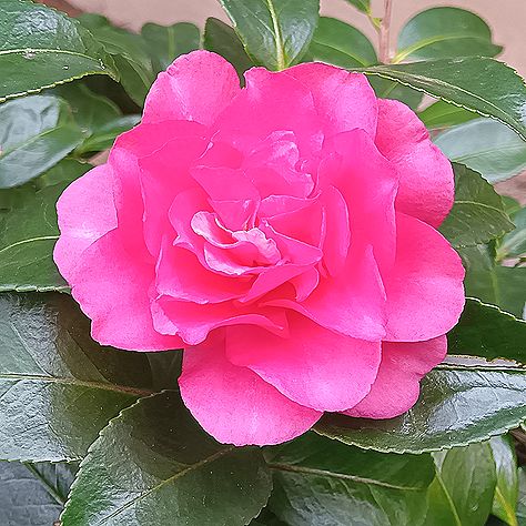 カンツバキの花