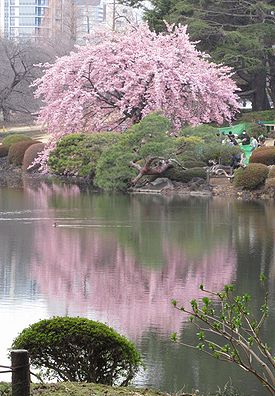 カンザクラ