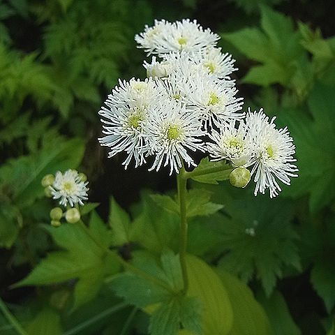 モミジカラマツ