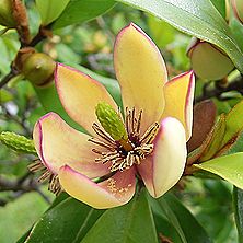 カラタネオガタマ