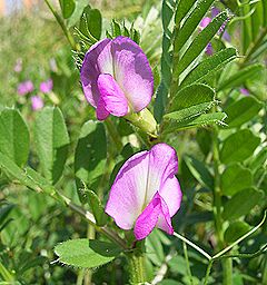 カラスノエンドウ