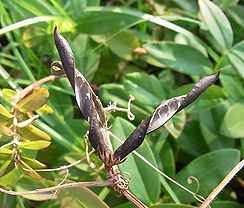 烏野豌豆 カラスノエンドウ