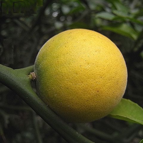 カラタチ