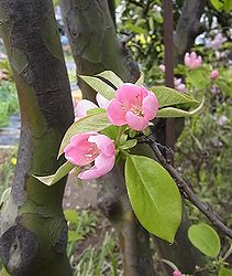 花梨 カリン