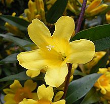 カロライナジャスミン