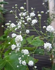 霞草 カスミソウ