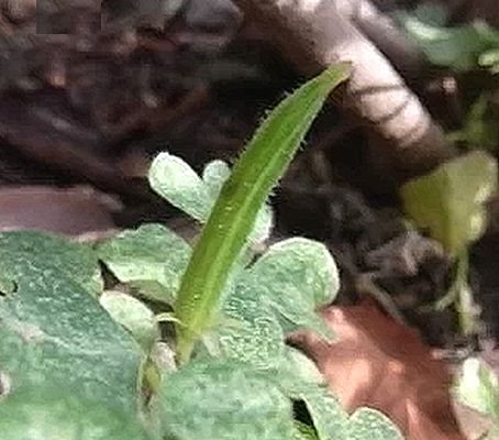 カタバミのタネが飛び出す動画のサムネイル