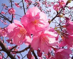 河津桜 カワヅザクラ