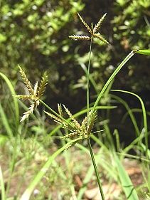 蚊帳吊草 カヤツリグサ