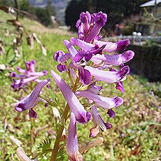 ムラサキケマン