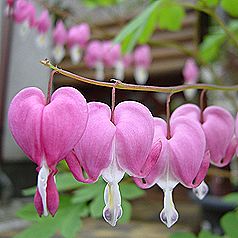 ケマンソウ、タイツリソウ