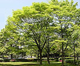 季節の花300の表紙のケヤキの新緑