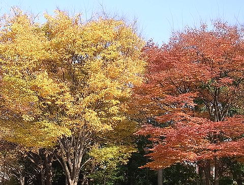 ケヤキの黄葉と紅葉