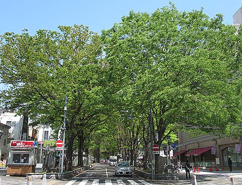 ケヤキの新緑