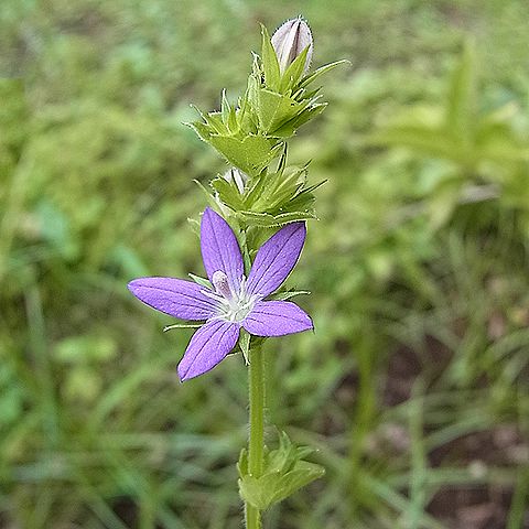 キキョウソウ