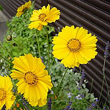 オオキンケイギク