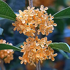 キンモクセイの花