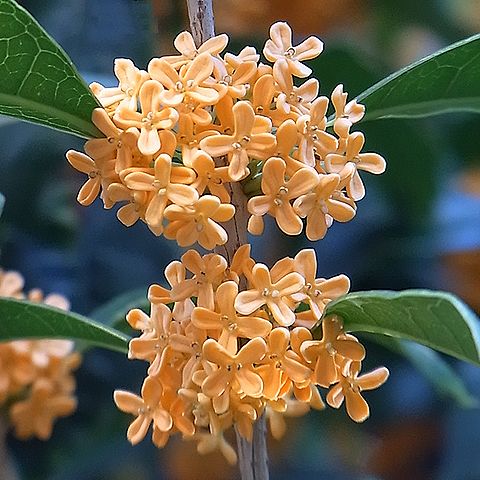 キンモクセイの花