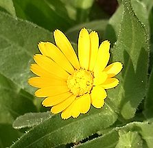 キンセンカ、カレンデュラ