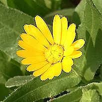 キンセンカ、カレンデュラ