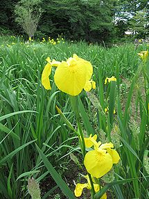 黄菖蒲 キショウブ