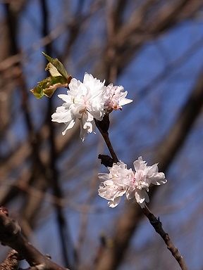 コブクザクラ