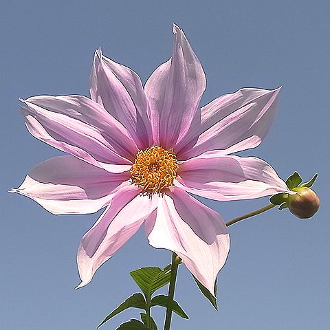 コダチダリア