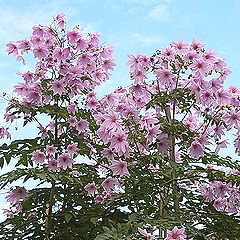 コダチダリア