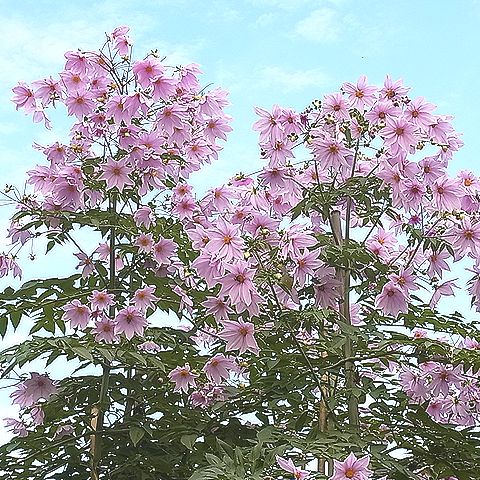 コダチダリア