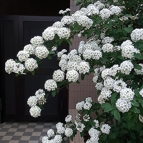 コデマリ