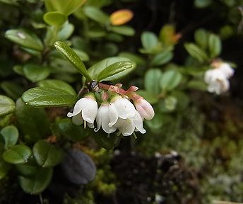 苔桃 写真集 １