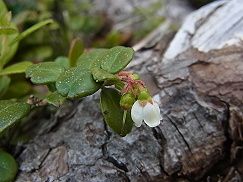 苔桃 コケモモ