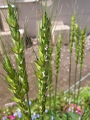 大麦 おおむぎ 小麦 こむぎ 写真集 １