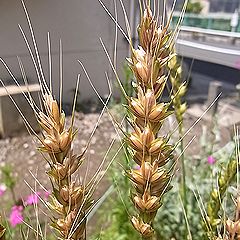 コムギ