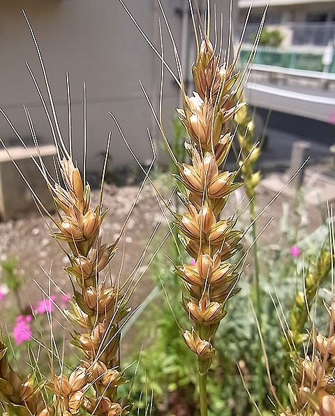コムギ