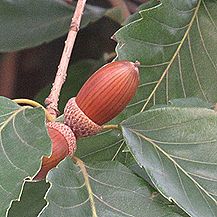 コナラのどんぐり