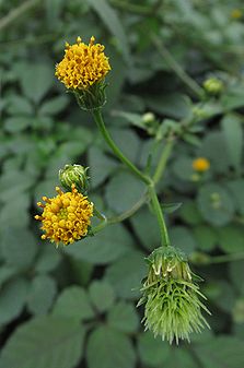 小栴檀草 コセンダングサ