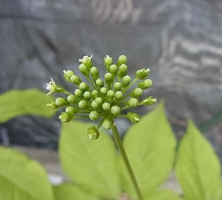 コウライニンジン、チョウセンニンジン