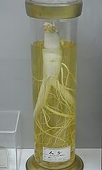 コウライニンジン、チョウセンニンジン