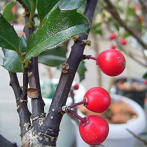 クリスマスホーリー