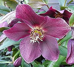 クリスマスローズ