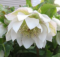 クリスマスローズ