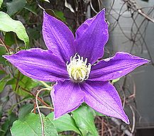 クレマチス