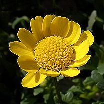 クリサンセマム・ムルチコレ