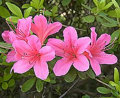 キリシマツツジ