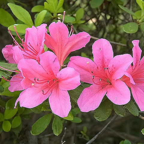 キリシマツツジ
